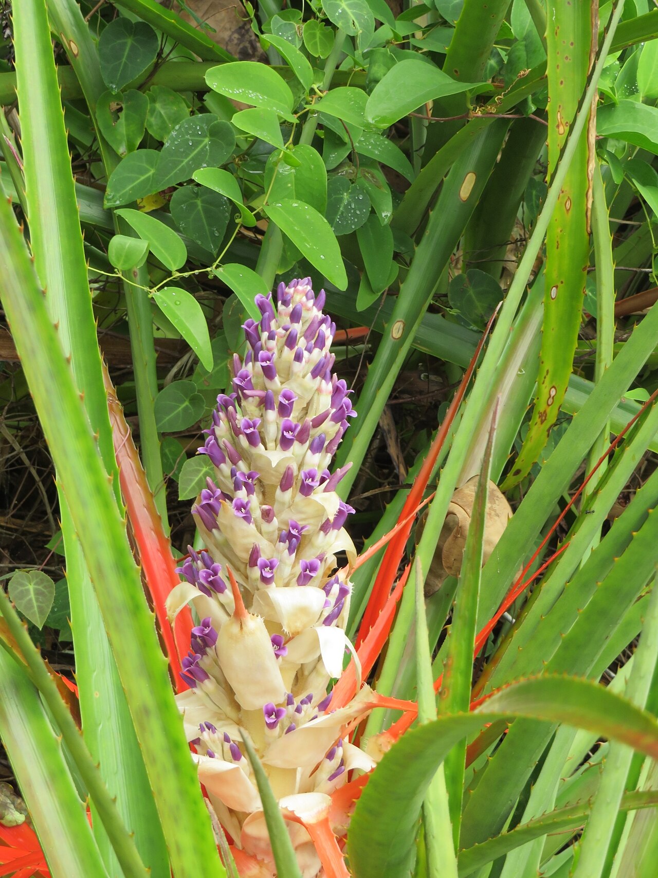 Bromelia antiacantha: Registro de Bromelia antiacantha em Parque Estadual Serra do Mar.