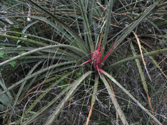 Bromelia arenaria (Bromelia arenaria)
