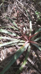 Bromelia arenaria (Bromelia arenaria)