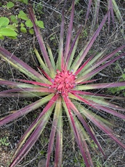 Bromelia arenaria (Bromelia arenaria)