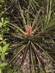 Bromelia arenaria (Bromelia arenaria)