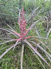 Bromelia arenaria (Bromelia arenaria)
