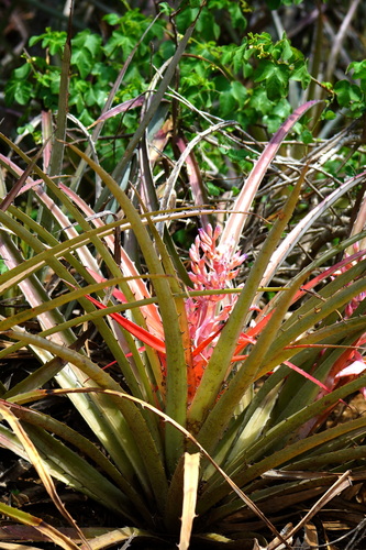 Bromelia arenaria (Bromelia arenaria)