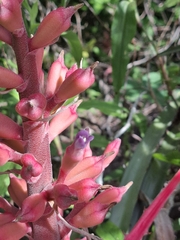 Bromelia arenaria (Bromelia arenaria)