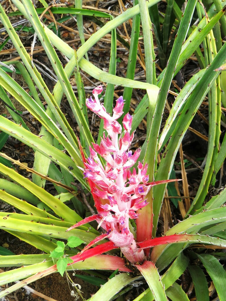 Bromelia arenaria (Bromelia arenaria)