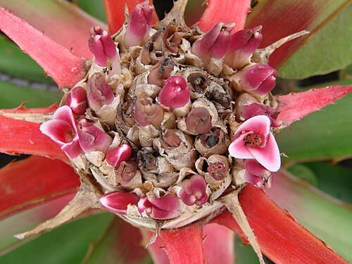 Bromelia balansae: Bromelia balansae Mez - BROMELIACEAE - Jardim Botânico de Brasília - Brasília - Distrito Federal - Brasil.