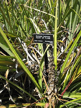 Bromelia balansae: Bromelia balansae photographed at Huntington Gardens (Los Angeles) in March