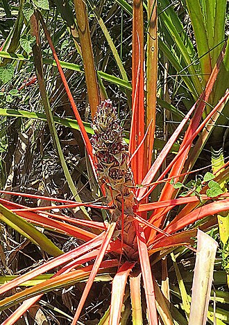 Bromelia balansae: Photo from Iguazu National Park, northeastern Argentina. Native here and in adjacent Brazil and Paraguay.