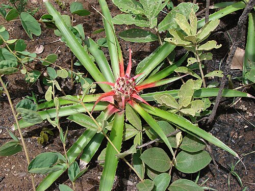 Bromelia balansae: Bromelia balansae Mez - BROMELIACEAE - Jardim Botânico de Brasília - Brasília - Distrito Federal - Brasil.