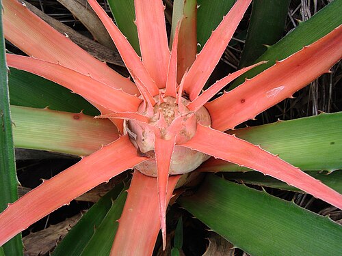 Bromelia balansae: Bromelia balansae Mez - BROMELIACEAE - Jardim Botânico de Brasília - Brasília - Distrito Federal - Brasil.