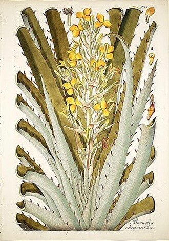 Bromelia chrysantha: Nikolaus Joseph von Jacquin: Plantarum rariorum horti cæsarei Schœnbrunnensis descriptiones et icones. Band 1, C. F. Wappler, Viennæ 1797, Tafel 55 (Bromelia ch