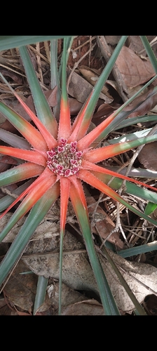 Bromelia exigua (Bromelia exigua)