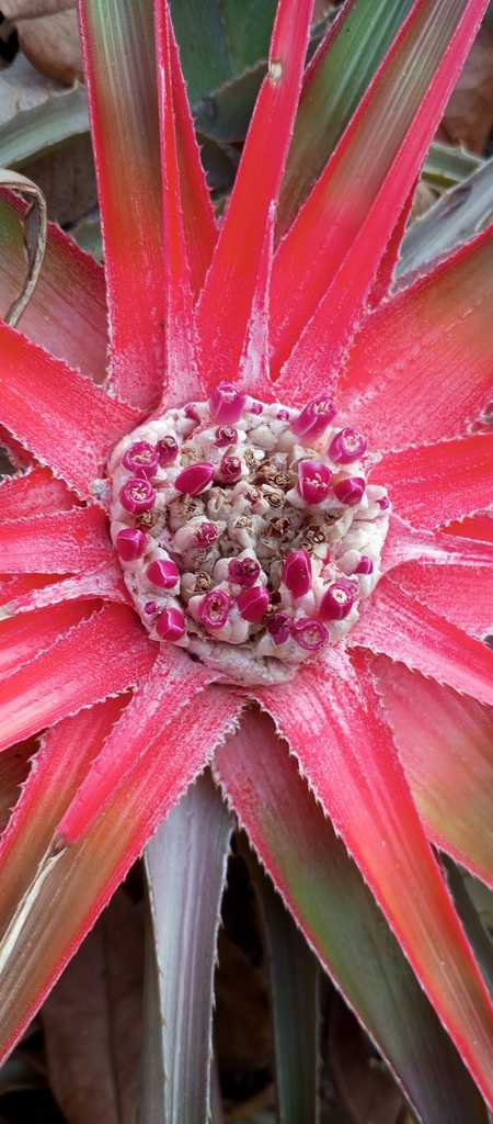 Bromelia exigua (Bromelia exigua)