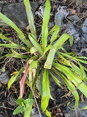Bromelia fosteriana (Bromelia fosteriana)