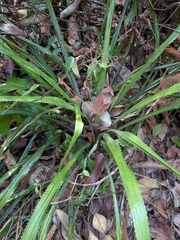 Bromelia fosteriana (Bromelia fosteriana)