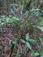 Bromelia fosteriana (Bromelia fosteriana)