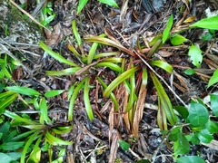 Bromelia fosteriana (Bromelia fosteriana)