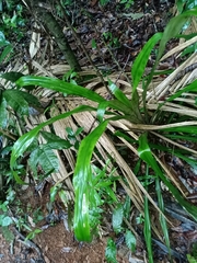 Bromelia fosteriana (Bromelia fosteriana)