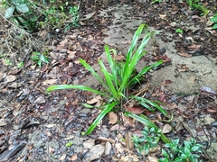 Bromelia fosteriana (Bromelia fosteriana)
