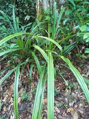 Bromelia fosteriana (Bromelia fosteriana)