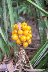 Bromelia goeldiana (Bromelia goeldiana)