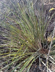 Bromelia grandiflora (Bromelia grandiflora)