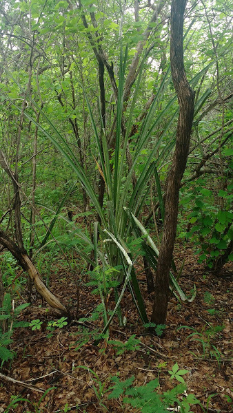 Bromelia grandiflora (Bromelia grandiflora)