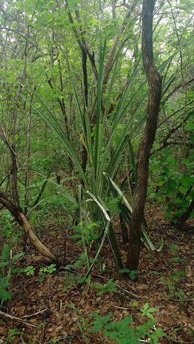 Bromelia grandiflora (Bromelia grandiflora)