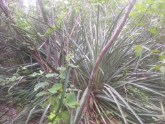 Bromelia grandiflora (Bromelia grandiflora)