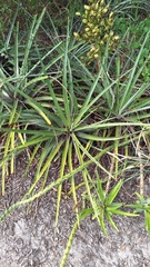 Bromelia hieronymi (Bromelia hieronymi)
