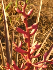 Bromelia hieronymi (Bromelia hieronymi)