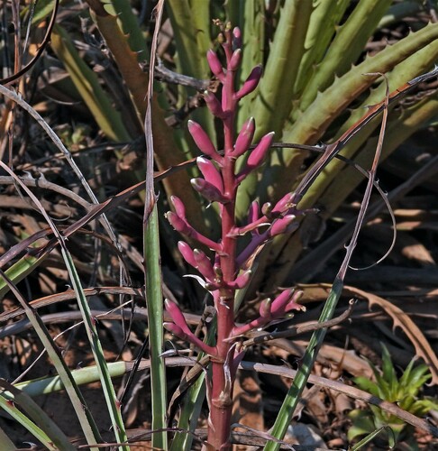 Bromelia hieronymi (Bromelia hieronymi)