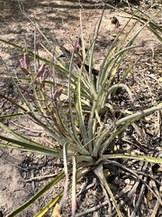 Bromelia hieronymi (Bromelia hieronymi)