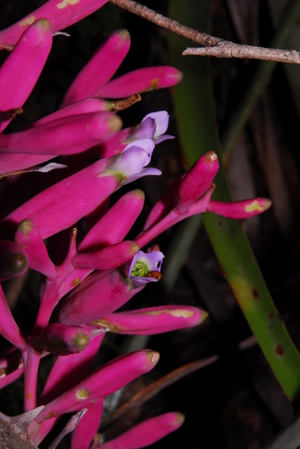 Bromelia hieronymi (Bromelia hieronymi)