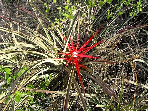 Bromelia hieronymi: Bromelia hieronymi