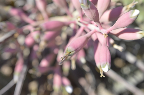 Bromelia hieronymi (Bromelia hieronymi)