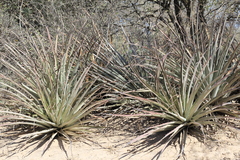 Bromelia hieronymi (Bromelia hieronymi)