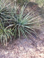 Bromelia hieronymi (Bromelia hieronymi)