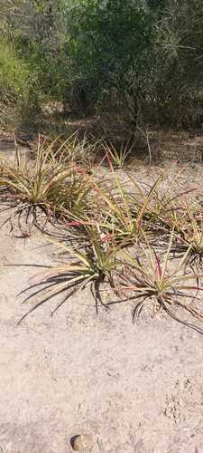 Bromelia hieronymi (Bromelia hieronymi)