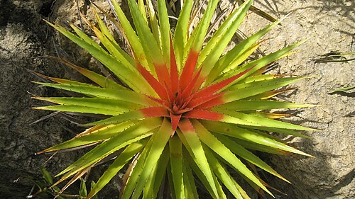 Bromelia humilis: Plants/Bromeliad/Bromelia/humillis at AOS