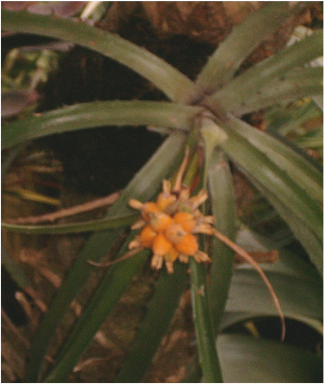 Bromelia interior (Bromelia interior)