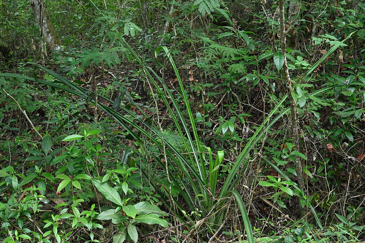 Plumier's bromelia: Bromelia karatas between Deshaies and Morne Mazeau on Guadeloupe