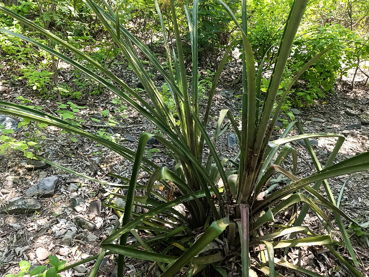 Plumier's bromelia: Bromelia karatas (Familia: Bromeliaceae). Nombres comunes: aguama, piñuela.