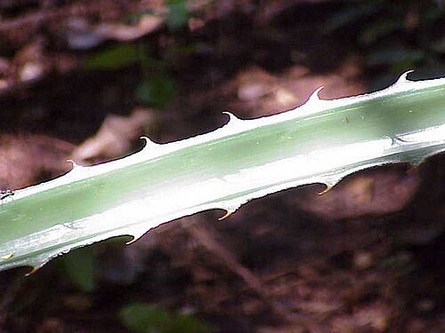 Plumier's bromelia (Bromelia karatas)