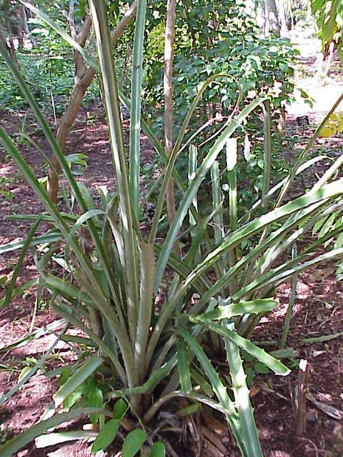 Plumier's bromelia (Bromelia karatas)