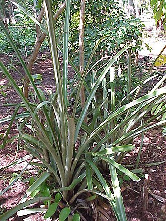 Plumier's bromelia (Bromelia karatas)