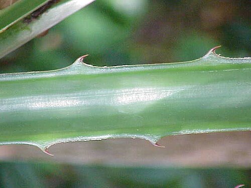 Plumier's bromelia (Bromelia karatas)