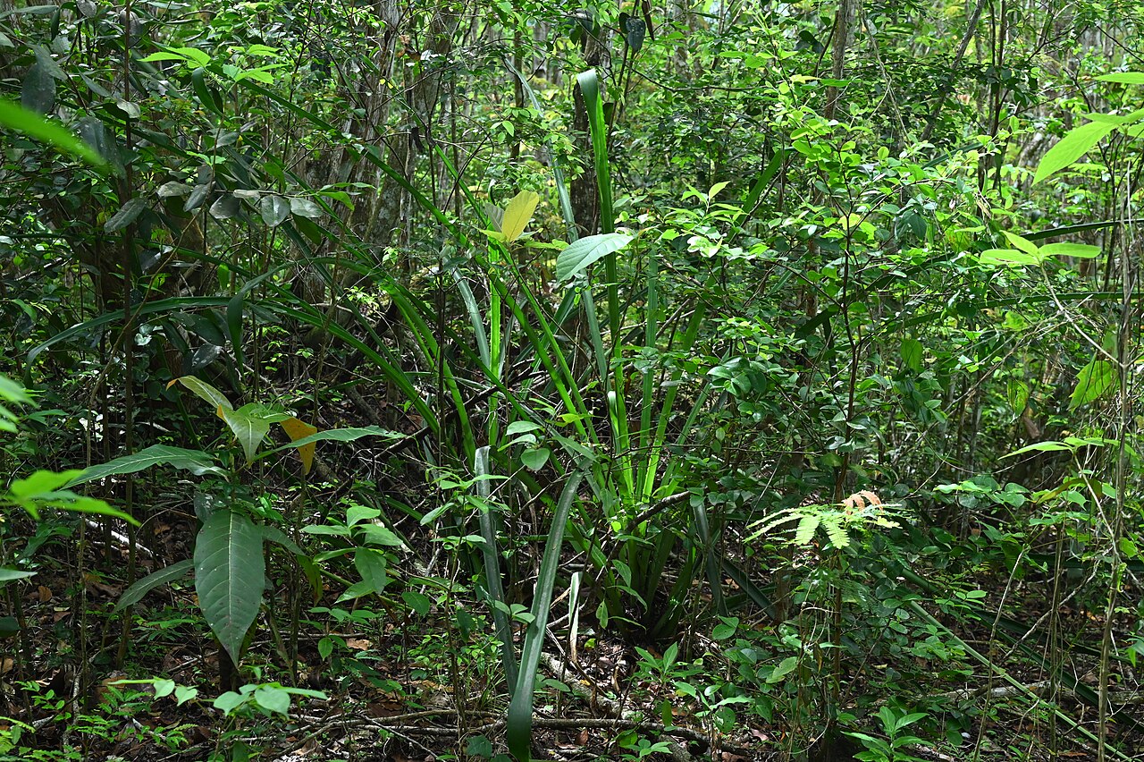 Plumier's bromelia: Bromelia karatas between Deshaies and Morne Mazeau on Guadeloupe