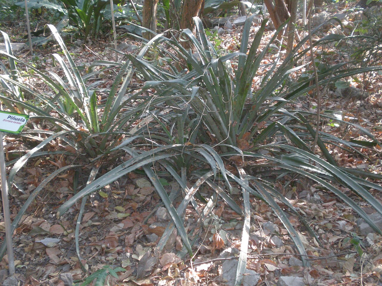 Plumier's bromelia: Jardín Botánico Faustino Miranda, Tuxtla Gutiérrez, Chiapas, México.