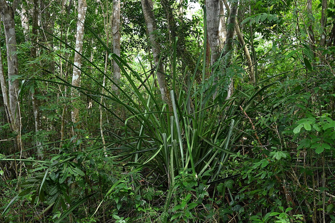 Plumier's bromelia: Bromelia karatas between Deshaies and Morne Mazeau on Guadeloupe